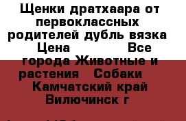 Щенки дратхаара от первоклассных  родителей(дубль вязка) › Цена ­ 22 000 - Все города Животные и растения » Собаки   . Камчатский край,Вилючинск г.